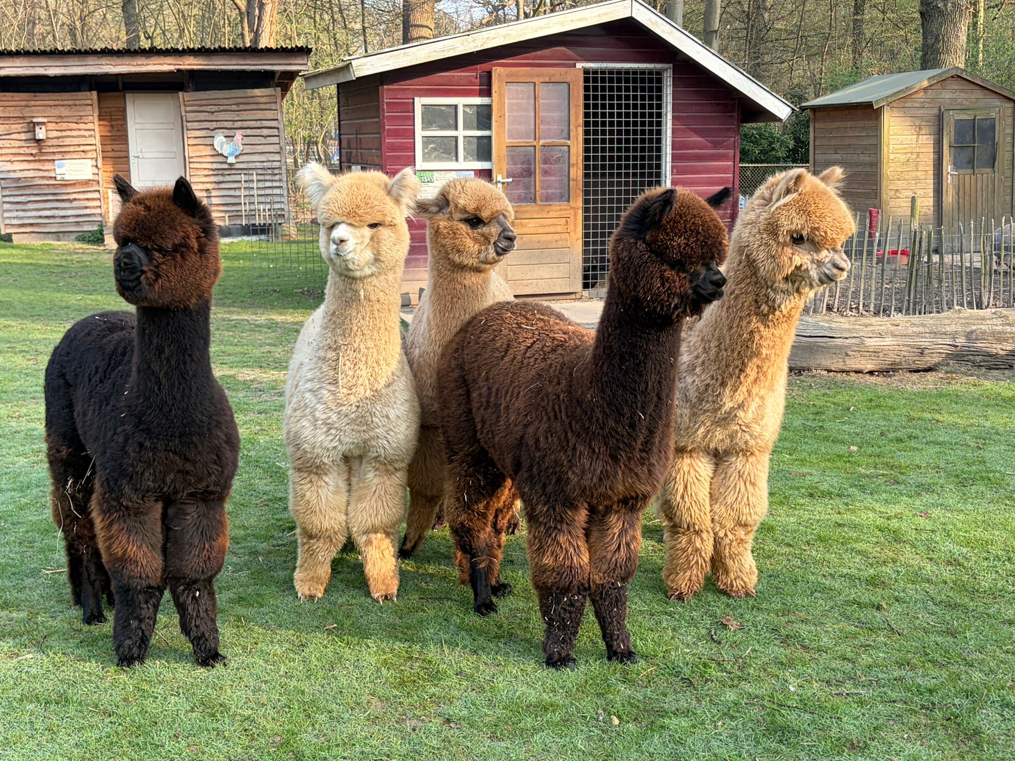 alpacas.jpeg