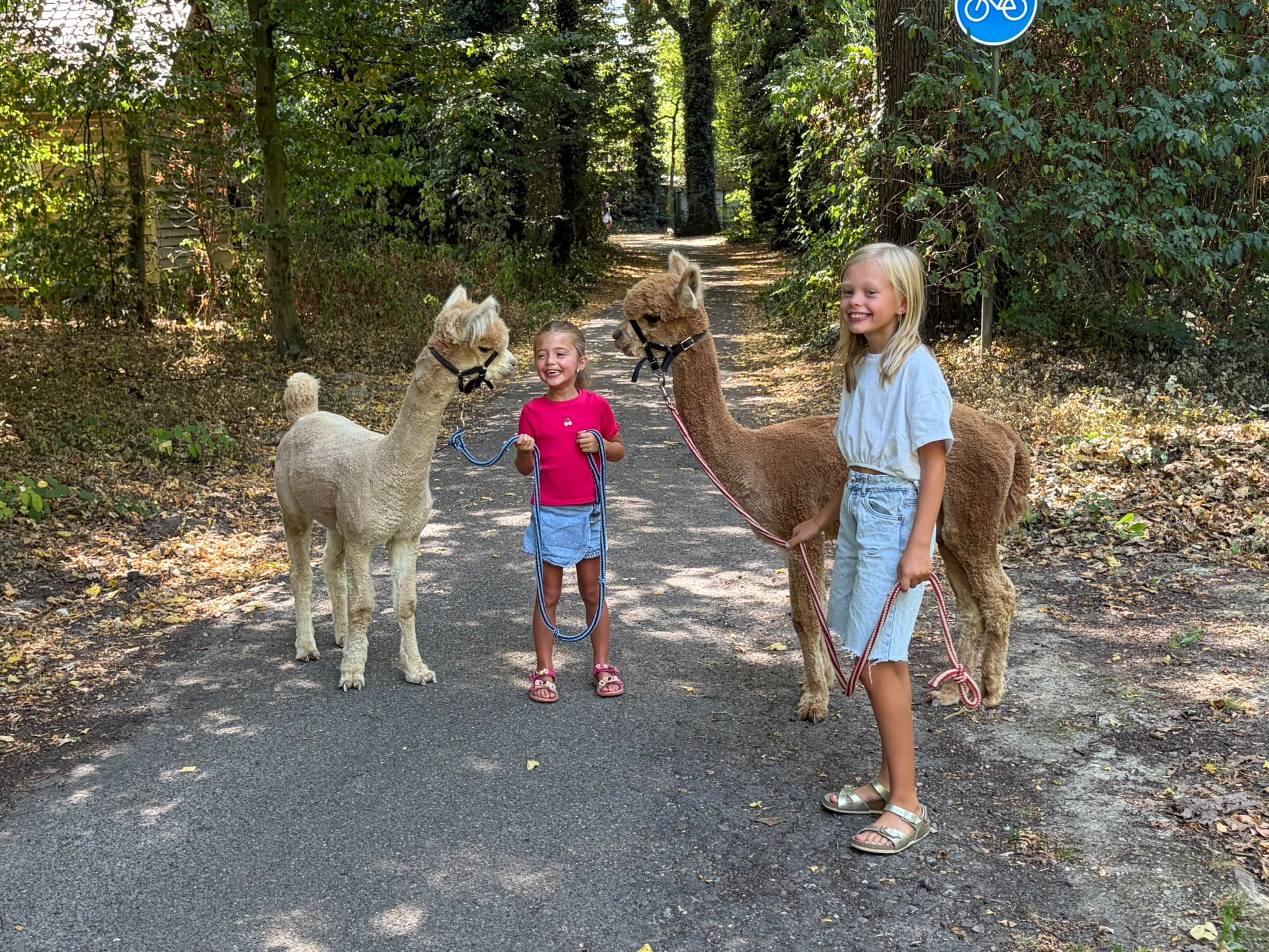 wandelen_met_alpacas.jpeg